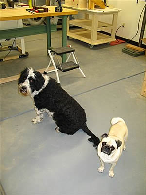 Lilly and Coco, Shop Dogs